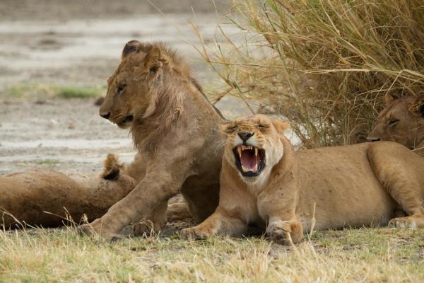 Secret Life of Predators