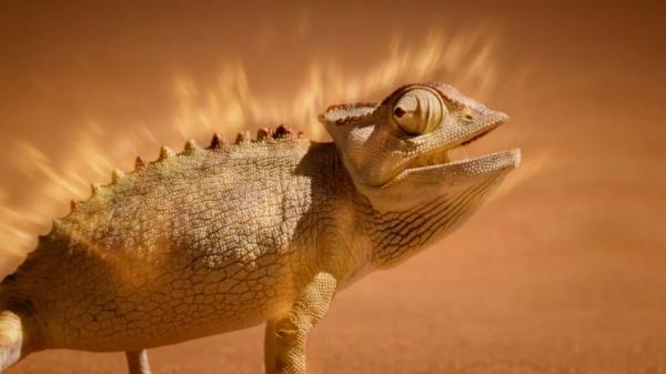 Divlji, pametni i smrtonosni