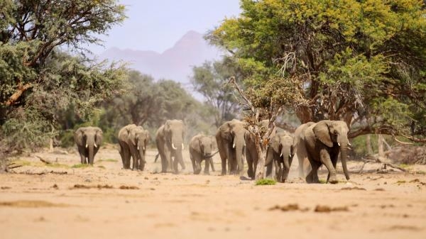Samice na czele stada