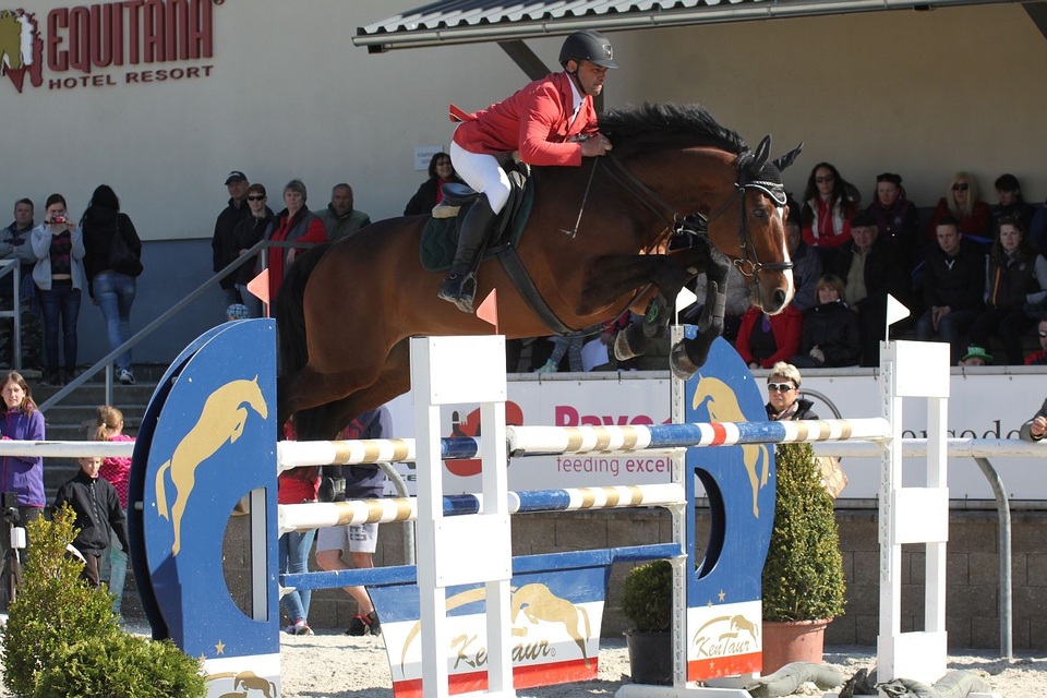 The best equestrianism online