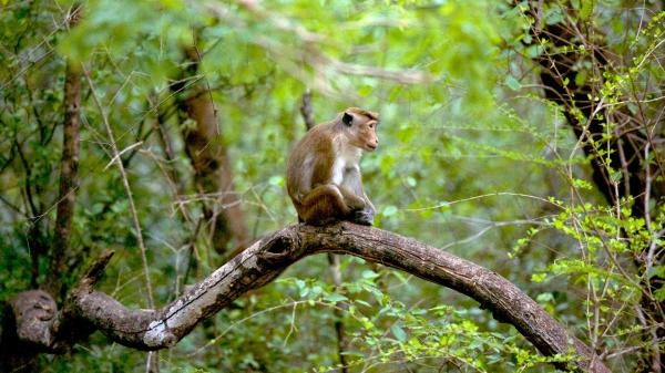 Dzika Sri Lanka: kraina lampartów