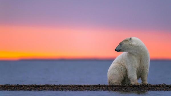 Królestwo niedźwiedzi polarnych