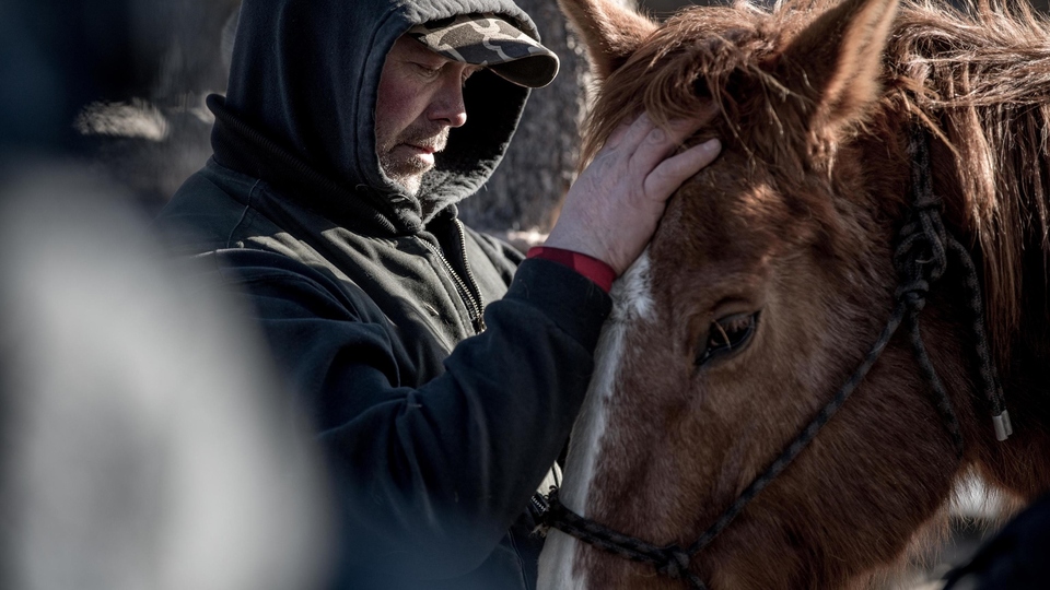 Spašavanje divljih konja