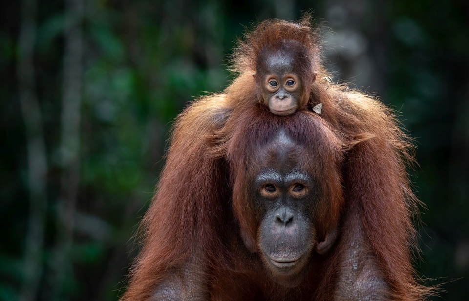Dokument Oči orangutana