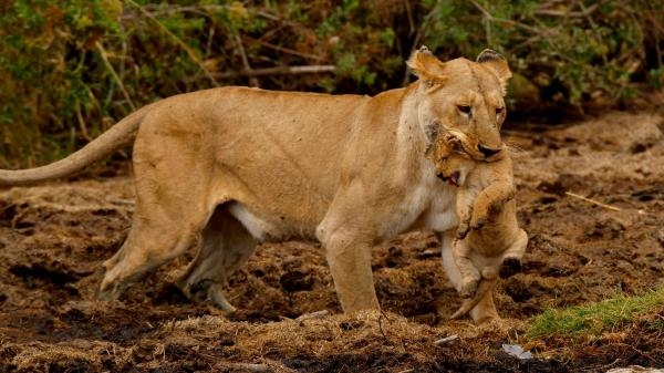 Velké šelmy Serengeti