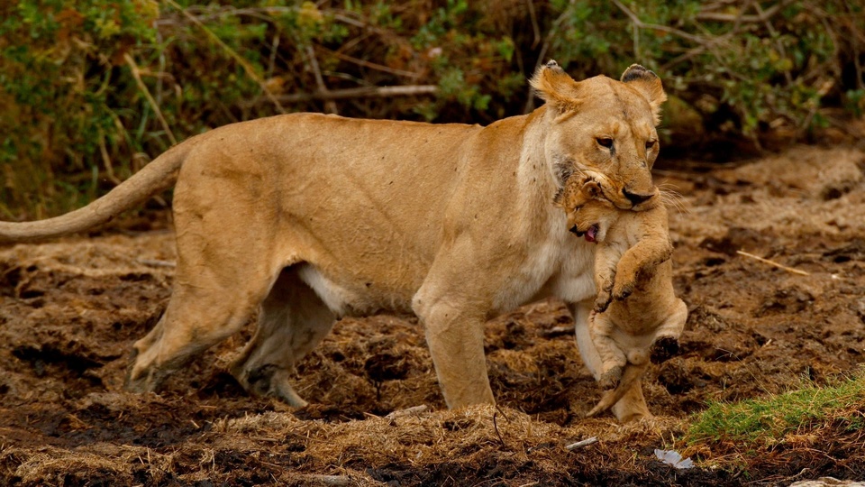 Documentary Velké šelmy Serengeti