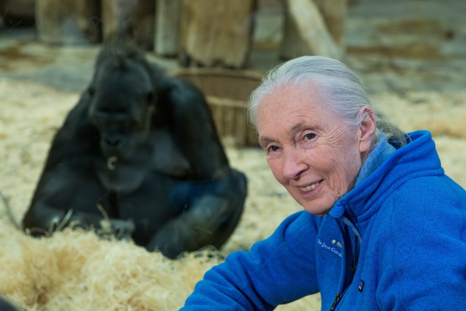Dokument Jane Goodallová - životní příběh