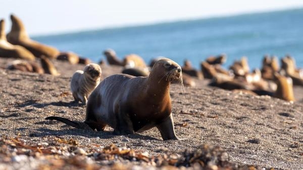 Novi malci u divljini: Mladunac divovske vidre Rio
