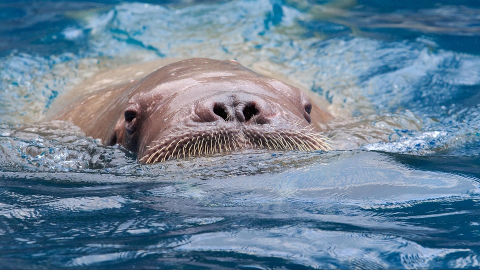 Dokumentarci Snježna škola