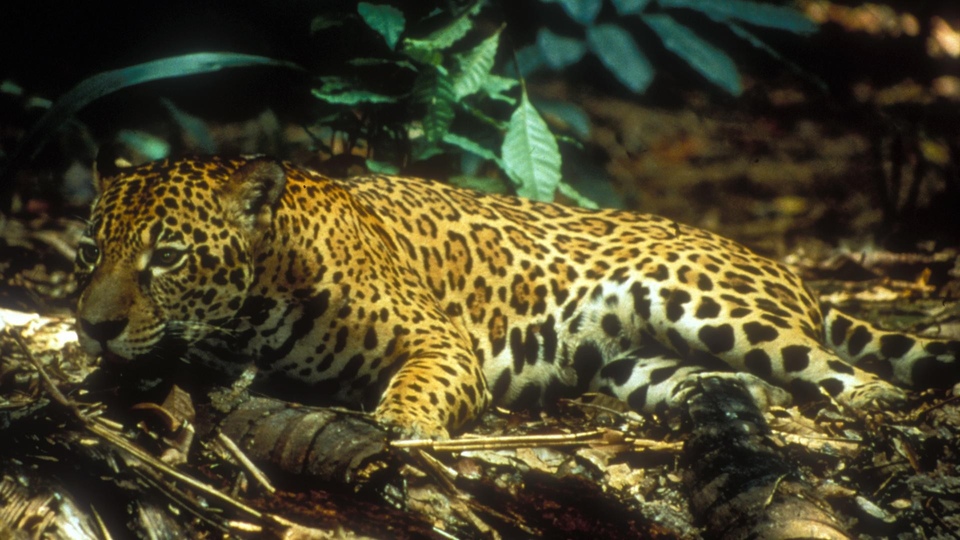 Dokument Amazonia