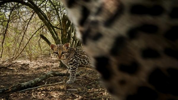 Americký ocelot
