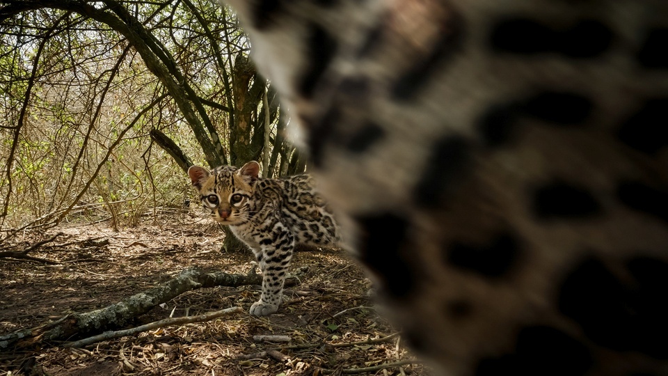 Documentary Americký ocelot
