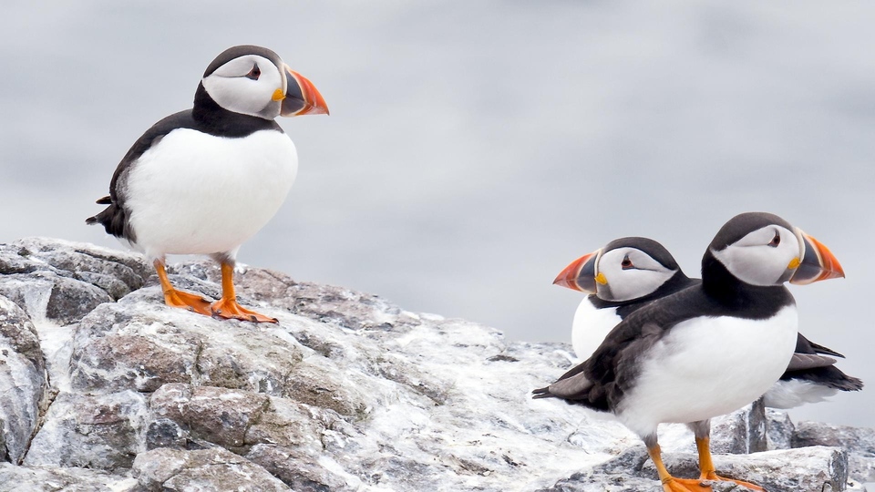 Документ Dzika granica Ameryki - północne rubieże