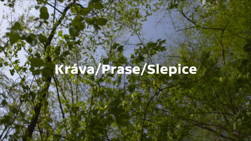 Documentary Kráva/Prase/Slepice
