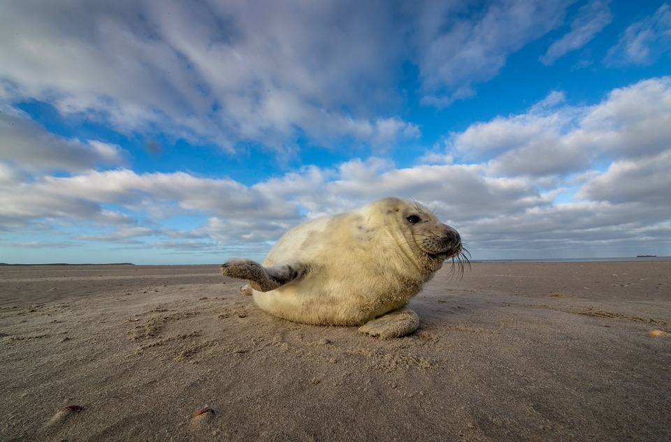 Dokument Waddenské moře: Život na hraně