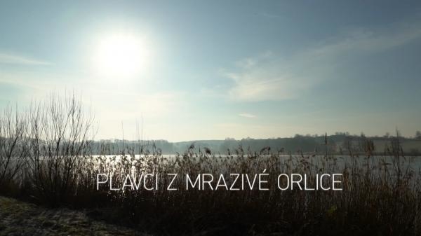 Plavci z mrazivé Orlice