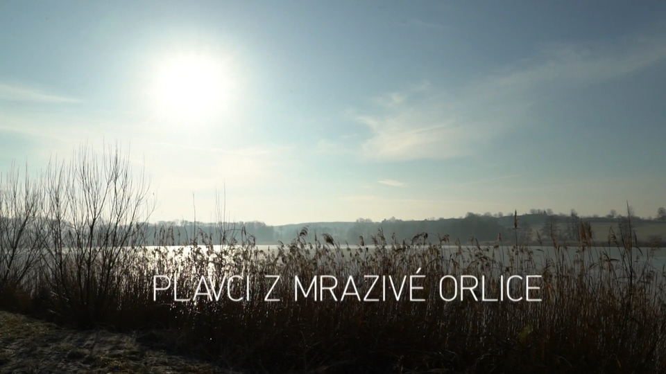 Документ Plavci z mrazivé Orlice