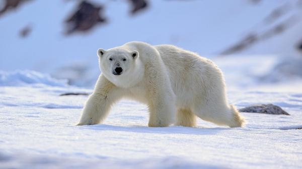 Polarne królestwo Słońca