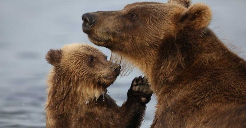 Dokumentarci Medvjeđe supermoći
