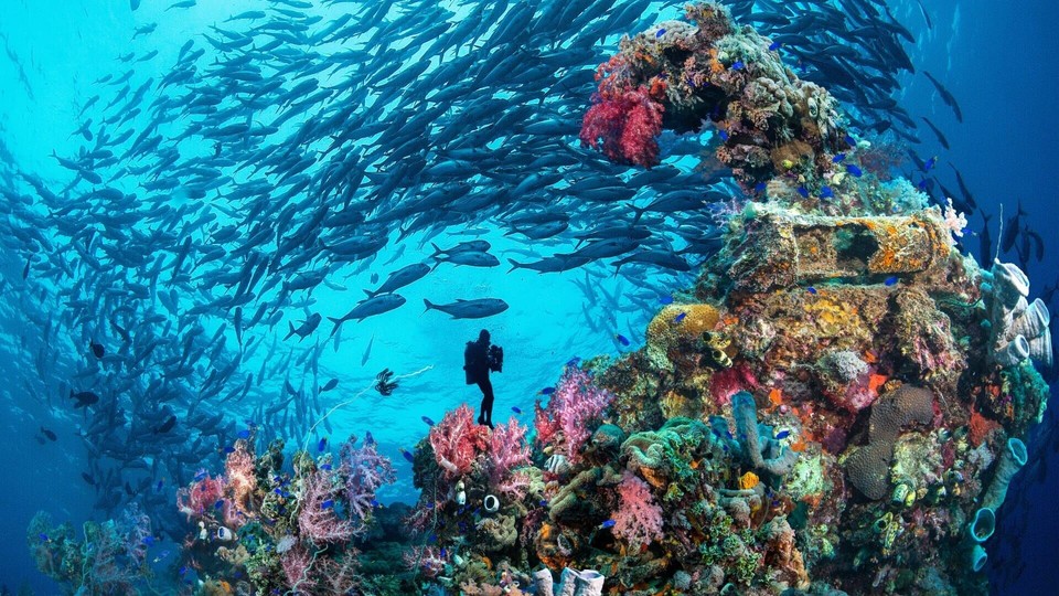 Dokument Truk Lagoon: Le grand cimetiere sous la mer