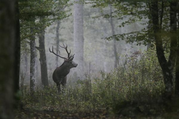 Chambord: vtedy, dnes a navždy