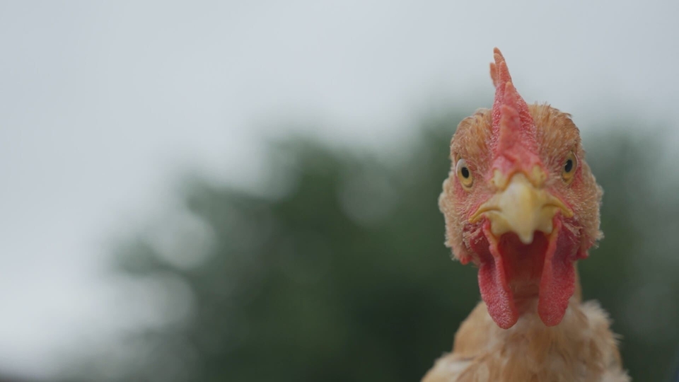 Dokument Produits fermiers: a&nbsp;boire et a&nbsp;manger ?