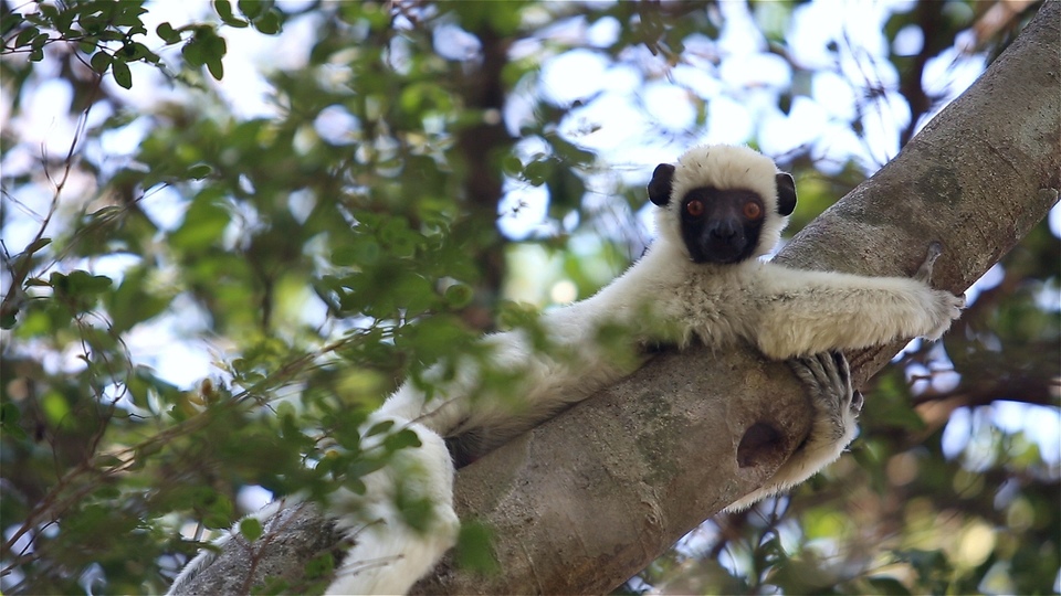 Документ Krajinou Madagaskaru