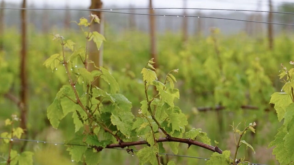 Dokument Vins bretons, la nouvelle conquete de l'ouest