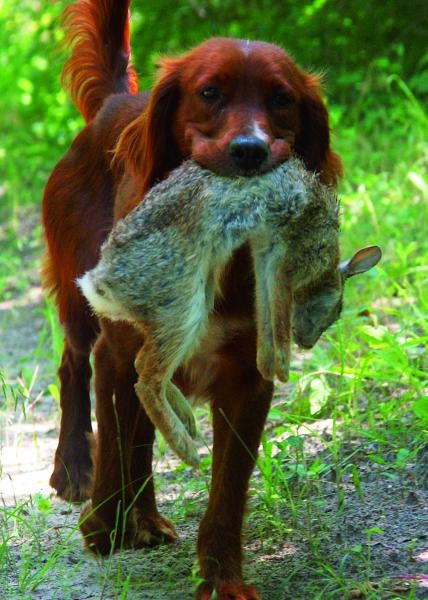 Dobrodružství se Stiliyanem Kadrevem - Paul Roberts