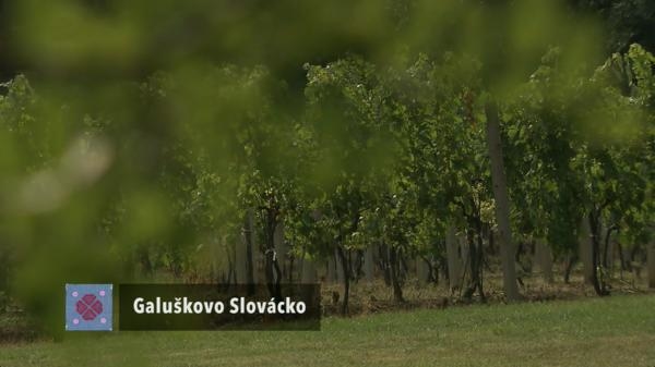 Zdeněk Galuška