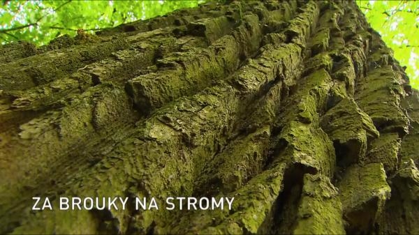 Za brouky na stromy