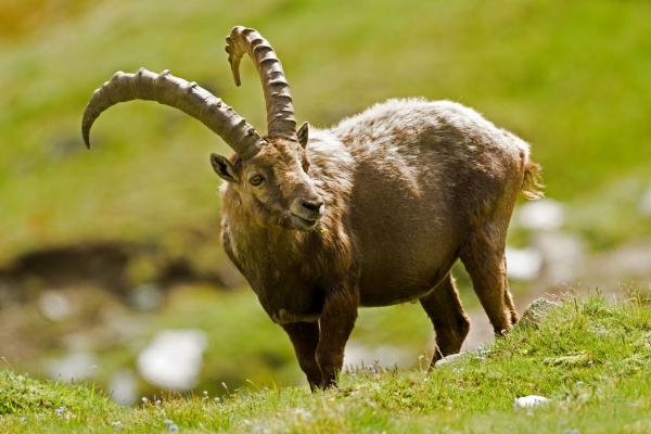 Lov kozorožců ve Španělsku