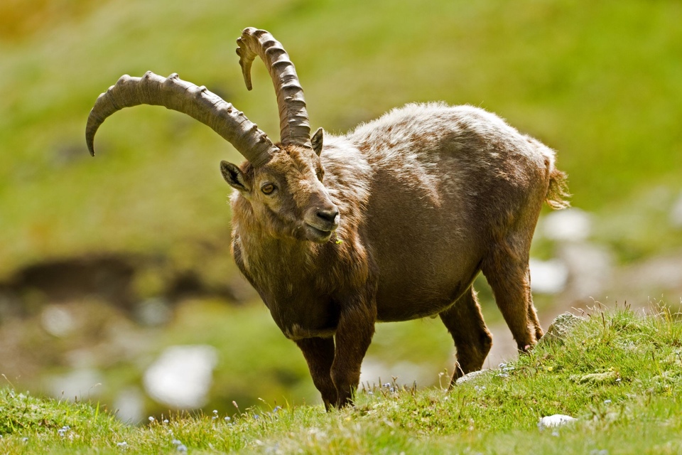 Dokument Lov kozorožců ve Španělsku