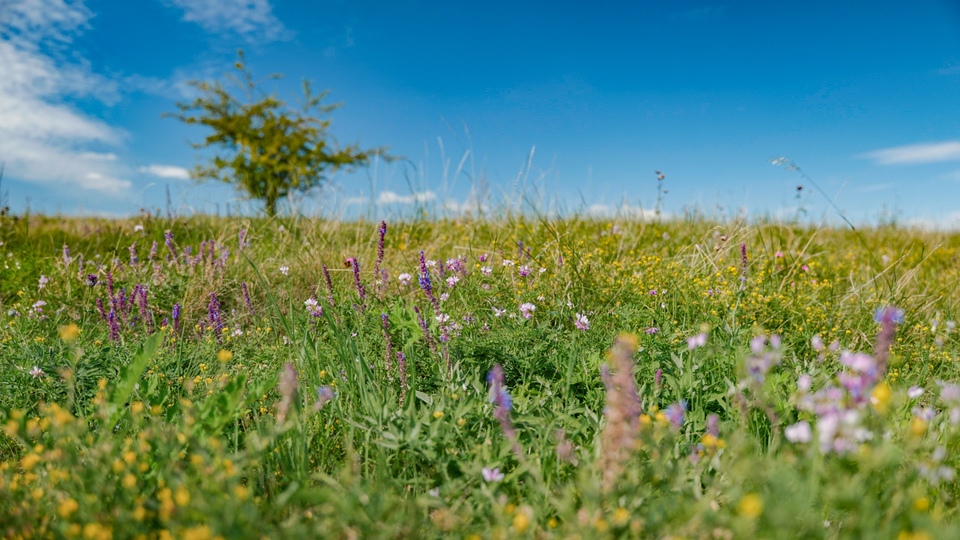 Documentary Hodnoty přírody