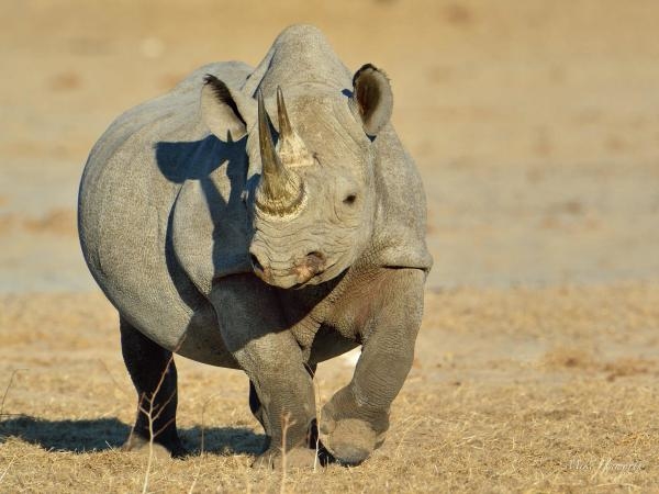 Saba a tajemství nosorožce