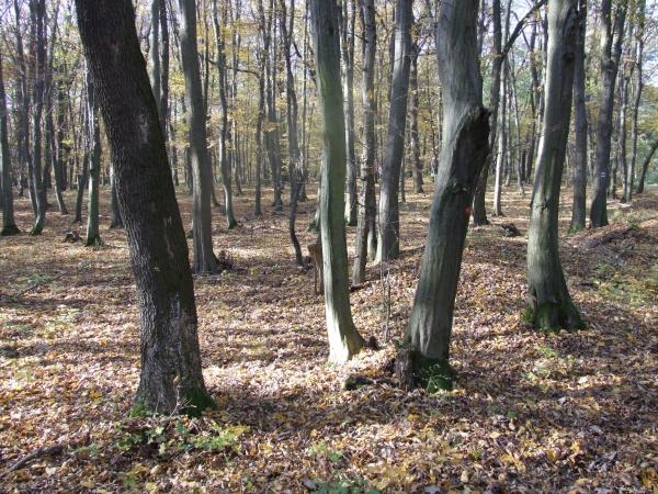 Karpatský les