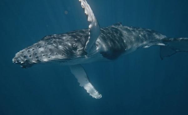 Leviatan: Velryba a člověk