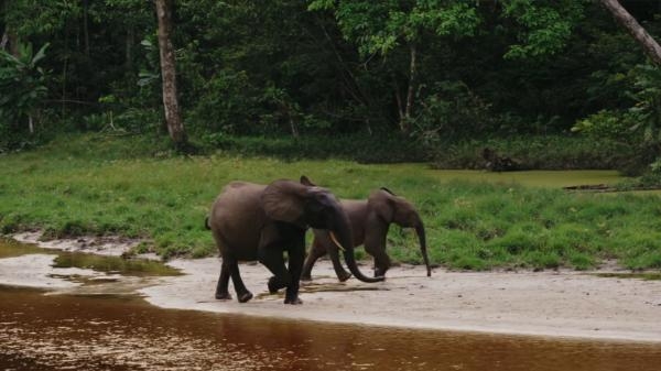Kongo: Cena slona