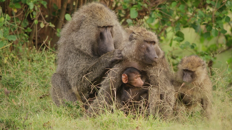 Dokumentarci Serengeti