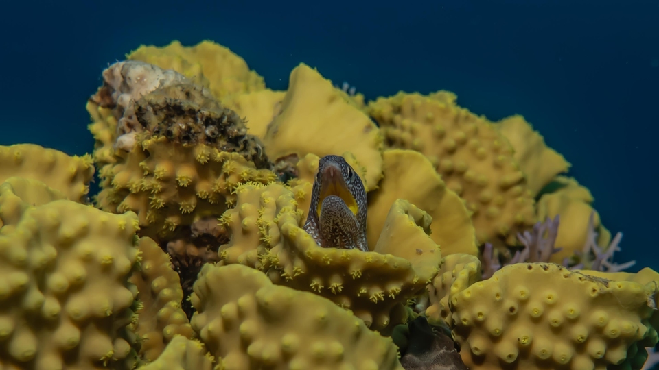 Документ Super grebeni