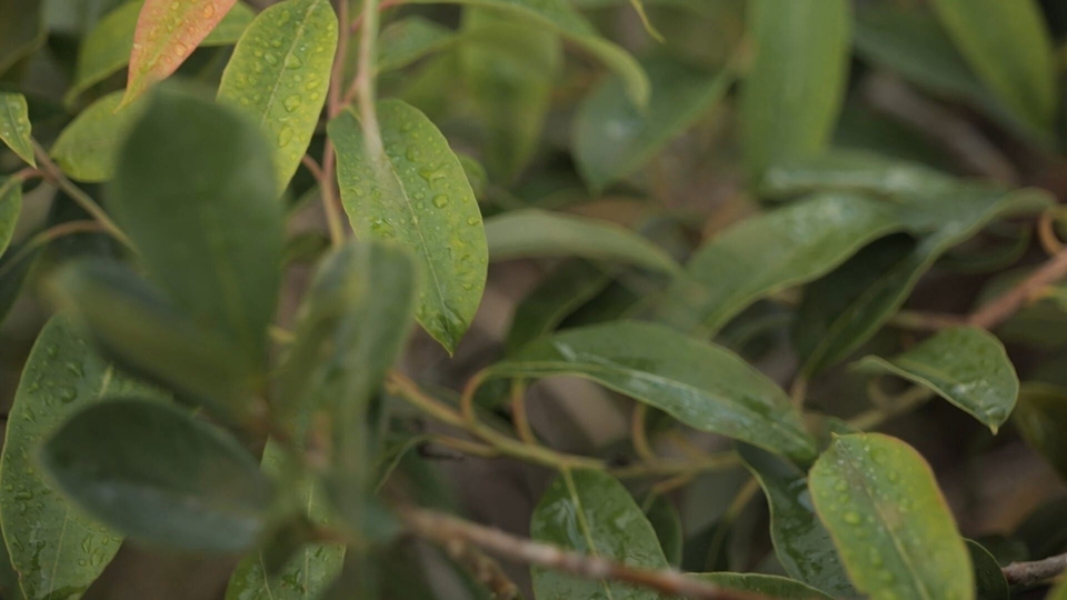 Dokument Bois De Rempart, Plante Assassine De La Réunion