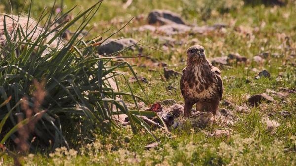 Sardinie: Kamenná archa