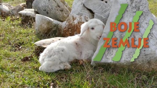 BOJE ZEMLJE