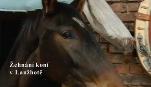 Žehnání koní v Lanžhotě