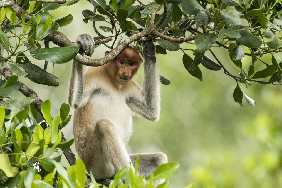 Документ Poslední ráje na Zemi - Borneo
