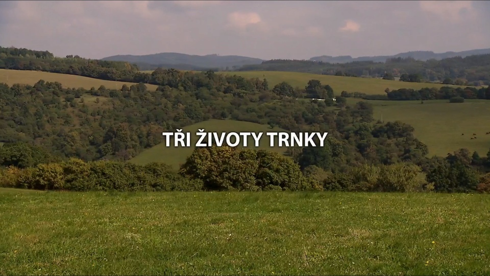 Dokument Tři životy trnky