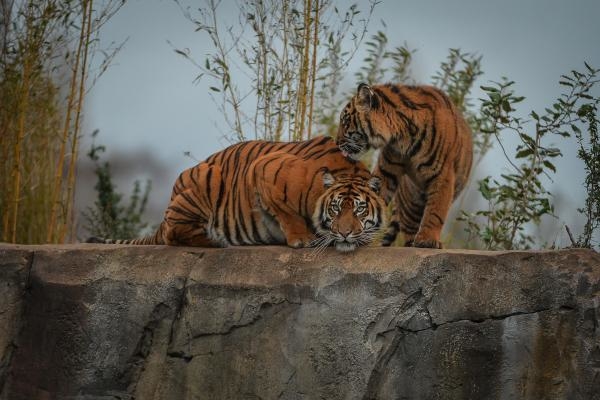 Tajni život zoološkoga vrta