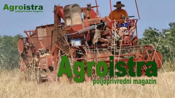 Agroistra