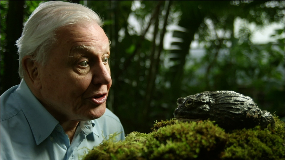 Документ David Attenborough: Úžasné žáby