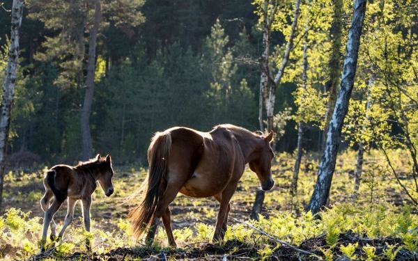 Národní park New Forest